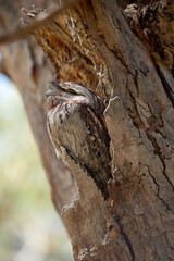 tawny frog mouth