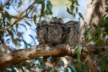 tawny frogmouth babies
