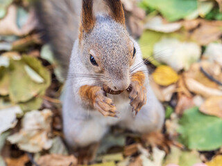 Autumn squirrel with nut sits on green grass with fallen yellow leaves