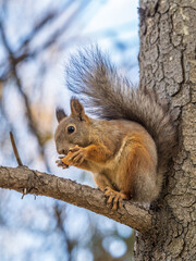 The squirrel with nut sits on tree in the autumn. Eurasian red squirrel, Sciurus vulgaris.