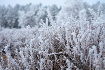 Pestrupergräberfeld bei Frost