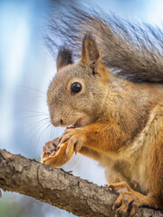 The squirrel with nut sits on tree in the autumn. Eurasian red squirrel, Sciurus vulgaris.
