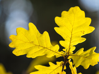 Oak branches with yellow leaves in autumn park