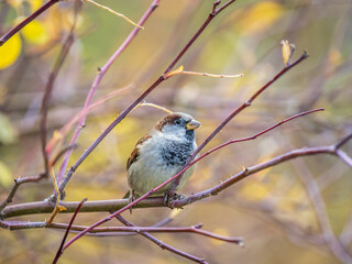Sparrow sits on a branch without leaves.
