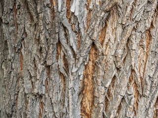 The texture of the bark of an old willow - obrazy, fototapety, plakaty
