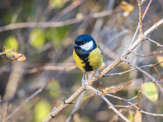 Cute bird Great tit, songbird sitting on the branch with blured background