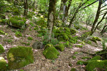 Beautiful green spring forest.