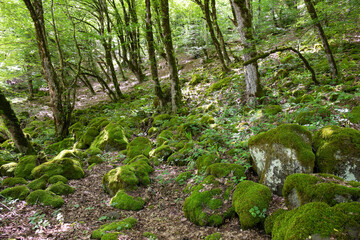 Obraz premium Beautiful green spring forest.