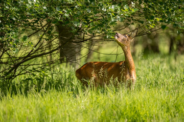 Roe deer, Capreolus capreolus, on the grass in a field standing under a tree eating leaves, close...