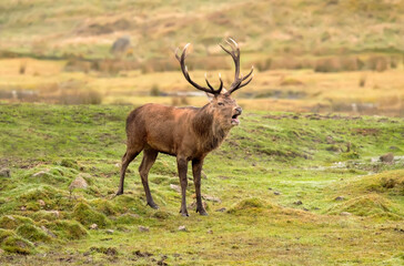 red deer, Cervus elaphus, male standing on grass roaring close up in autumn in the uk.