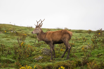 red deer, Cervus elaphus, male standing on grass close up in autumn in the uk.