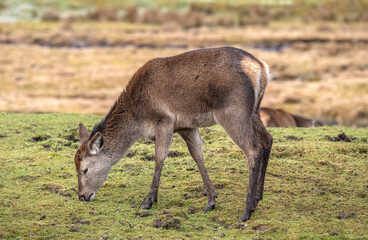 Naklejka na ściany i meble red deer, Cervus elaphus, female on grass eating close up in autumn in the uk.