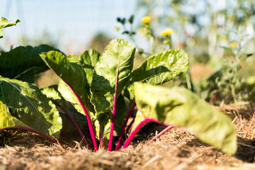 Red young chards growing in an ecological garden with mulch to preserve moisture, flavescens
