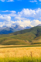 A field with ears of bread against the backdrop of high mountains. Agriculture, farming. Beautiful mountain landscape. Kyrgyzstan