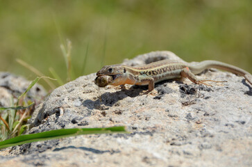 Lizard on a rock with food in mouth