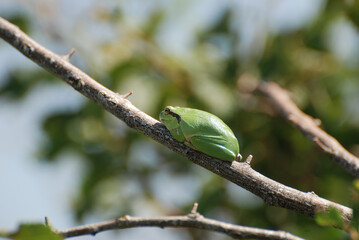 Tiny green tree frog on a twig
