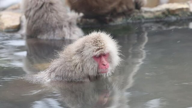 Japanese Snow Monkey Take Bath in  in Jigokudan Onsen Hot Springs Nagano