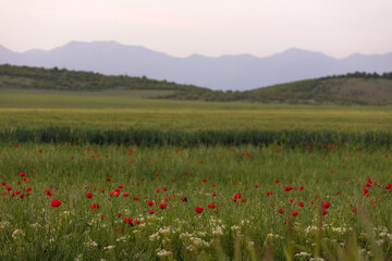 Poppies in green fields.