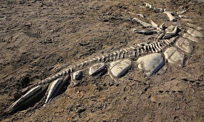 dinosaur skeleton in the ground