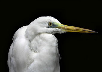 Great egret (Egretta alba) portrait