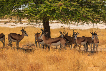 Springbok in natural habitat in Etosha National Park in Namibia. - 563655205