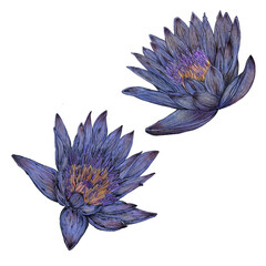 Egyptian / African lotus flower drawing 