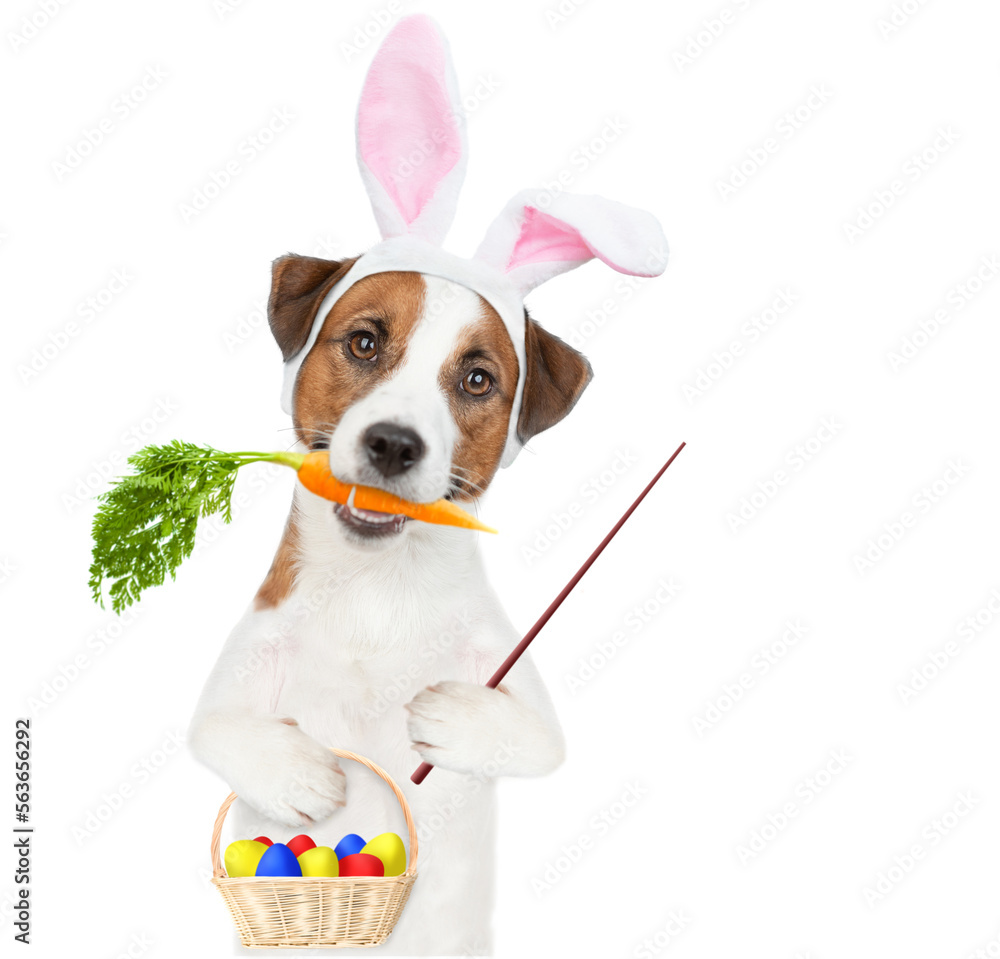 Poster jack russell terrier puppy wearing easter rabbits ears holds carrot in it mouth, holds basket of pai