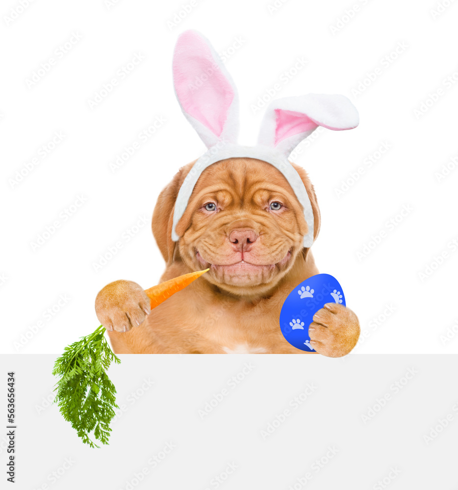 Poster smiling puppy wearing easter rabbits ears holds painted egg, looks above empty white banner and eats