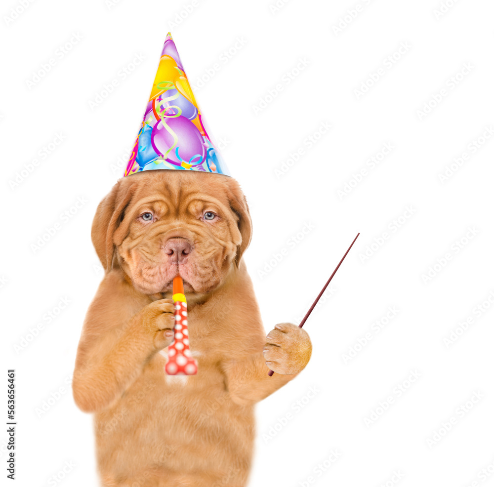 Poster mastiff puppy wearing party cap blows into party horn and points away on empty space. isolated on wh