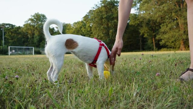 Woman playing with pet at park, Happy Jach Russell terrier dog walking with owner at green field, Have fun with pet
