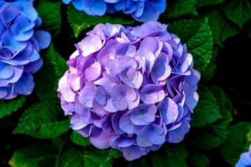 Hydrangea. Top view, the beautiful purplish-blue flowers and fresh green leaves in the morning at the garden.