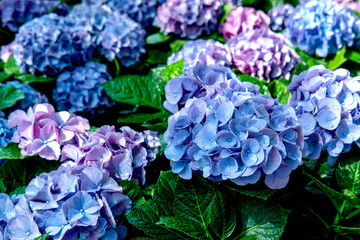 Hydrangea. The beautiful purplish-blue flowers and fresh green leaves on flowers field background, in the morning garden.
