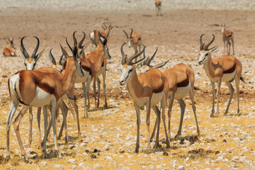 Springbok in natural habitat in Etosha National Park in Namibia.