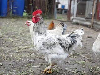 Naklejka na ściany i meble Domestic gray rooster walks, looking for food in rural yard, copy space
