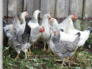 Group young hens and cockerels gray, white, red are walking in rural yard, pecking at food
