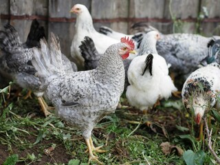 Group young hens and cockerels gray, white, red are walking in rural yard, pecking at food