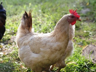 Dirty white domestic chickens walk in rural yard in grass, peck food