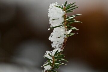 frost on a branch