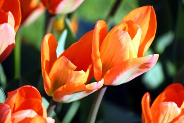 orange tulips