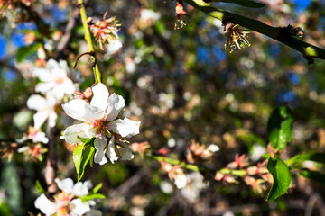 Close up of white almond flowers branch in blooming garden at the country side.Spring time concept