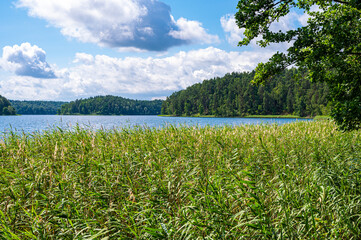 Bulrush plants growing on the coast of Asveja lake surrounded by forest. Longest lake in Lithuania located in Asveja Regional Park. Summer season scenery landscape.
