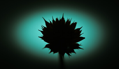 illustration of a dandelion