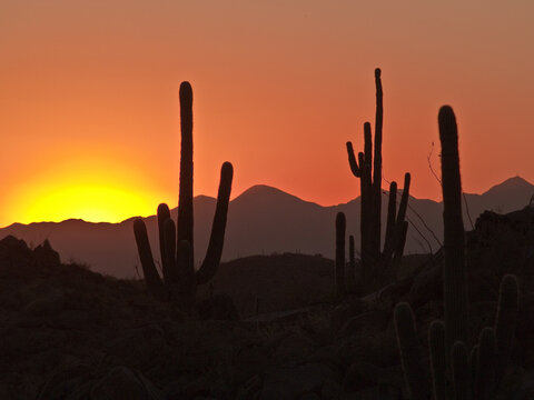 Desert Sunset with cactus in foreground 