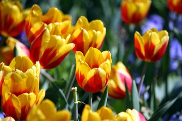 yellow tulips