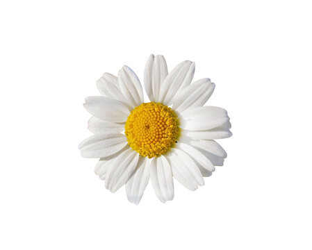 White Daisy Flower isolated on transparent background. Object with clipping mask.