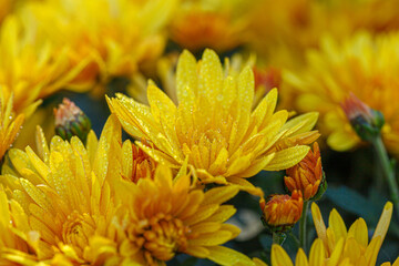 beautiful bushes of yellow chrysanthemum flowers