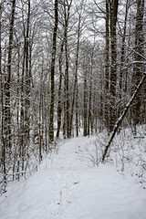 winter forest with snow