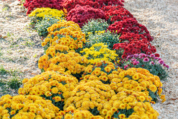 beautiful bushes of yellow chrysanthemum flowers