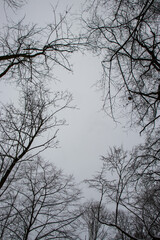 trees and sky