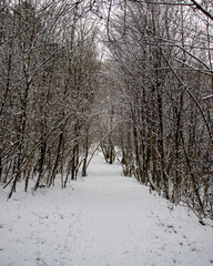 snow covered trees